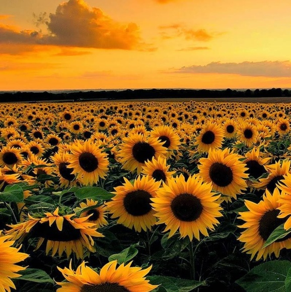 Profile Picture of Kendra Asher (@kendra_asher) on Poshmark