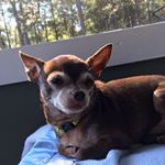 Profile Picture of Stephanie Gibbs (@stephanie.gibbs.1460) on Instagram