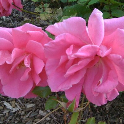 Profile Picture of Jon Everson (@@BlueFront) on Twitter