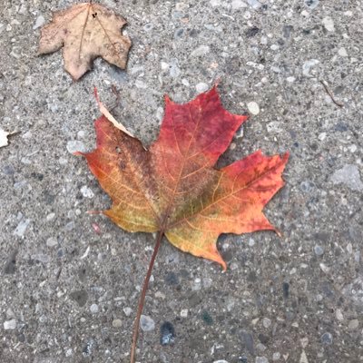 Profile Picture of Julia Barber (@barbersaysgo) on Twitter