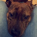 Profile Picture of Brianna Alphin (@_brianna.alphin_) on Instagram