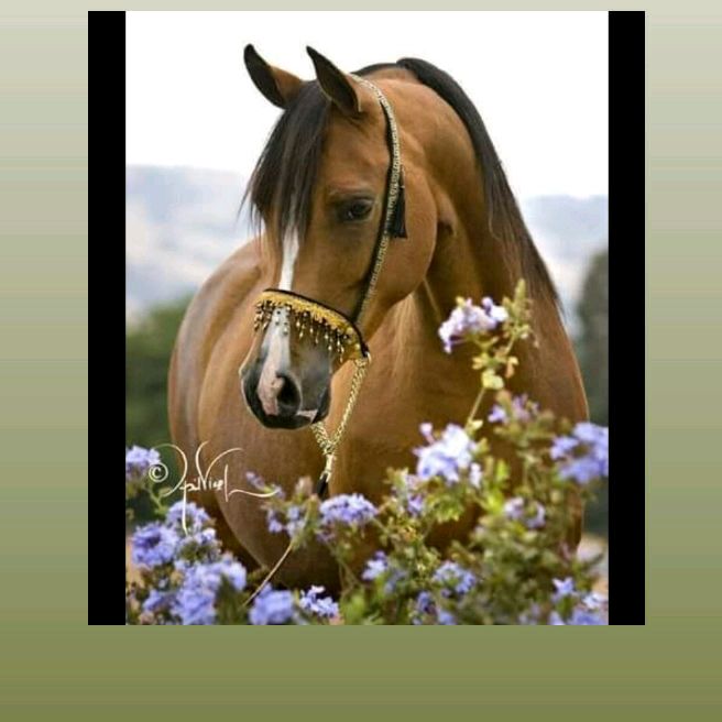 Profile Picture of Robervan (@robervan31) on Tiktok