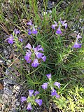 Profile Picture of Salvia engelmanniion Wikipedia