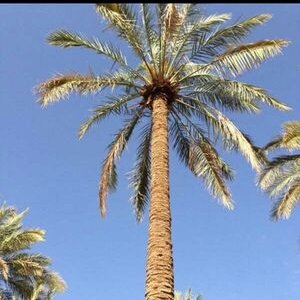 ابوعبدالله - Twitter Profile Picture of ابوعبدالله (@dakhel843910747) on Twitter