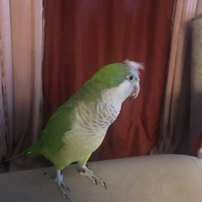 Profile Picture of Joshua Zelaya (@JoshuaZ11670757) on Twitter