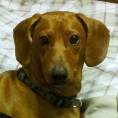 Profile Picture of James T. Dachschund (@JamieWienerDog) on Twitter