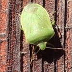 Profile Picture of Patrick-ober (@fleurdanslarue) on Instagram