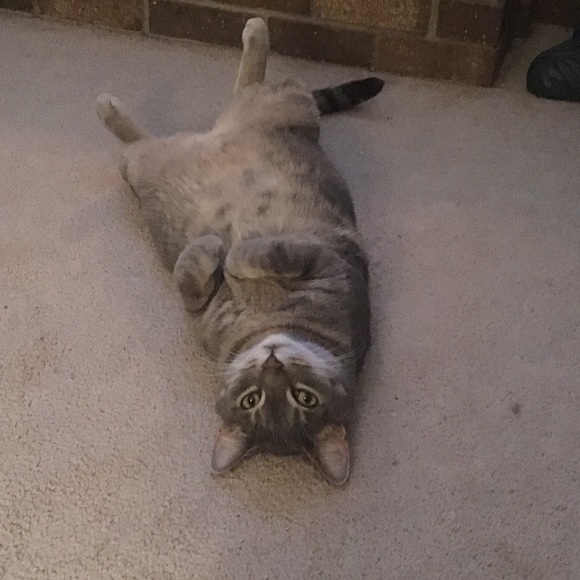 Profile Picture of Cindy Jungen (@loki1979) on Poshmark