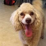 Profile Picture of Buddy Swinnea (@buddy_the_maltipoo) on Instagram