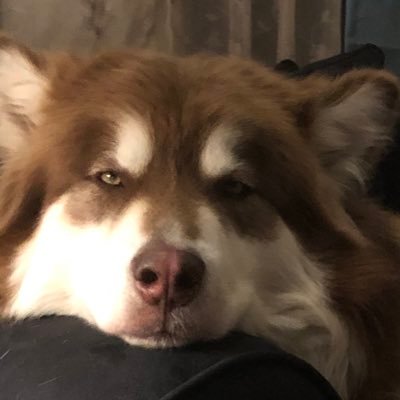 Profile Picture of Tess Scanlon-phillips (@concertforcash) on Twitter