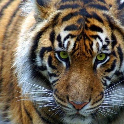 Profile Picture of Richard Milnes (@LegundureeNinja) on Twitter