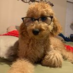 Profile Picture of Charlie 🥰 (@charlie_thechuckles_crane) on Instagram