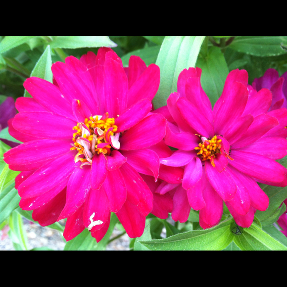 Profile Picture of Shireen Raack (@monettparalegal) on Poshmark