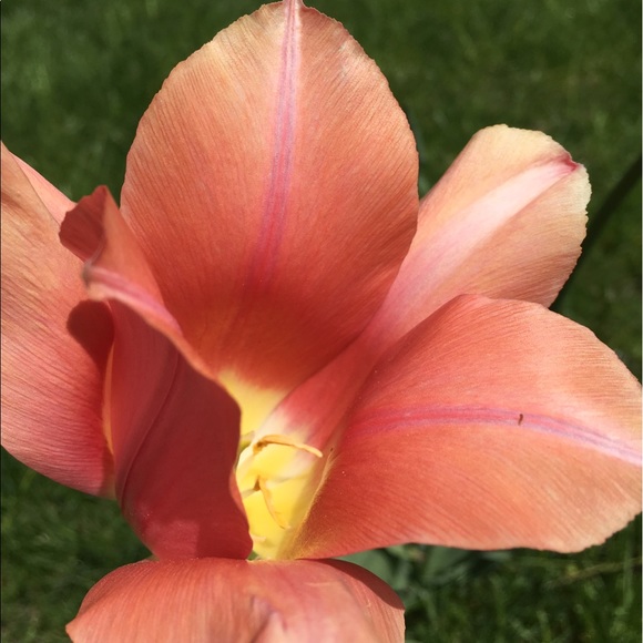 Profile Picture of Jaya Borgatta (@borgatta) on Poshmark