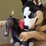 Profile Picture of Heather Dostaler (@hldostaler) on Instagram