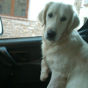 Profile Picture of Alex Goris (@alexgoris3820) on Youtube