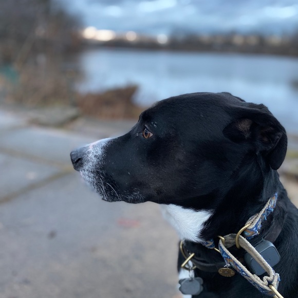 Profile Picture of Varun Shetty (@varunshetty00) on Poshmark