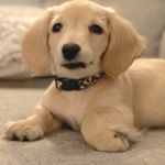 Profile Picture of Troy Heckler (@hildieonholiday) on Instagram