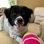 Profile Picture of Lyn Walsh (@lynniewalsh755) on Instagram