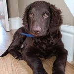 Profile Picture of ralph (@ralph_the_curly) on Instagram