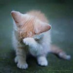 Profile Picture of Eliza Cavan (@josephkelbeejose2808) on Instagram