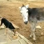 Tomislav Martinovic - Instagram Profile Picture of Tomislav Martinovic (@tomislav.martinovic.549) on Instagram