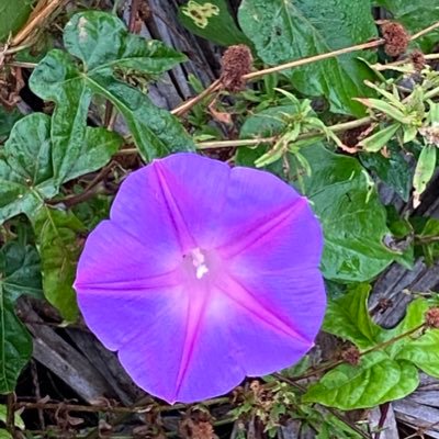Profile Picture of Edith Neal (@EdithNe72973225) on Twitter
