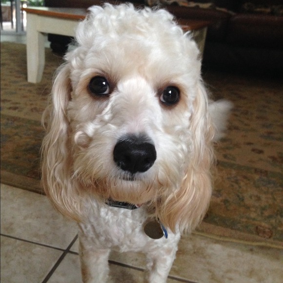 Profile Picture of Luanne Borak (@brutus1) on Poshmark