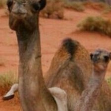 Profile Picture of كلام في هذا الزمن (@darbyfreeman621) on Twitter