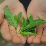 Profile Picture of Rodger N. Watson (@tea.garden.park) on Instagram