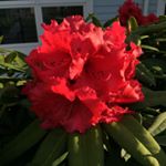 Profile Picture of Maureen O'Reilly (@moloves2garden) on Instagram