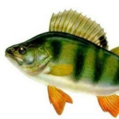 Profile Picture of Gilbert Marquez (@gilbertn1005) on Twitter