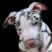 Profile Picture of Thomas Stanek (@thomaspolk13) on Pinterest