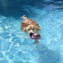 Profile Picture of Craig Raney Pools (@craig_raney) on Twitter