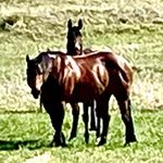 Profile Picture of Shawna Jarvis (@cowboyenterprises) on Instagram