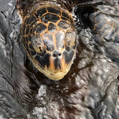 Profile Picture of Big Daddy James (@BigDaddyJames9) on Twitter