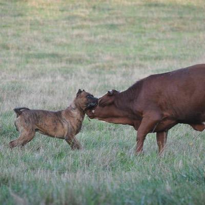 Profile Picture of Elliott Fields (@bbean267) on Twitter