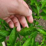 Profile Picture of Paul Siragusa (@paul.gardens) on Instagram