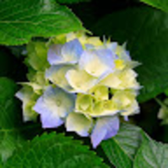 Profile Picture of Julia Lovingood (@julialovingood) on Poshmark