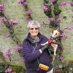 Profile Picture of Pat Farthing Benson (@patandheryorkies) on Instagram