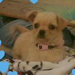 Jimmy Hernandez Trullio - Instagram Profile Picture of Jimmy Hernandez Trullio (@jimmyhernandeztruli) on Instagram