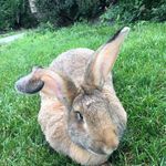 Profile Picture of Layla (@helga_the_huge) on Instagram