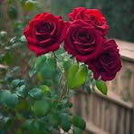 Profile Picture of Ivy Rashid (@ivy.rashid.2025) on Facebook