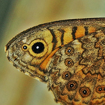 Profile Picture of Ibolya Jenei (@jenei ibolya) on Flickr