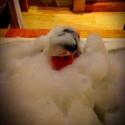 Profile Picture of Ashley Pilla (@AshleyPilla) on Twitter