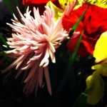 Profile Picture of Nancy Weber (@nancyweber) on Instagram