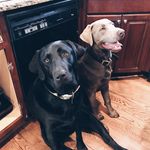 Profile Picture of Cope, Cash & Cora Ellenburg (@cope_cash_cora) on Instagram