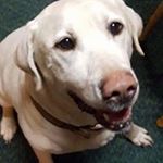 Profile Picture of Kim Stitzer- Shay (@stitzershay) on Instagram