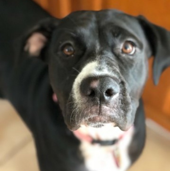 Stephanie Cuny - Poshmark Profile Picture of Stephanie Cuny (@scoutermom3) on Poshmark