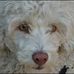 Profile Picture of Floyd Dogman (@floyd.dogman) on Facebook